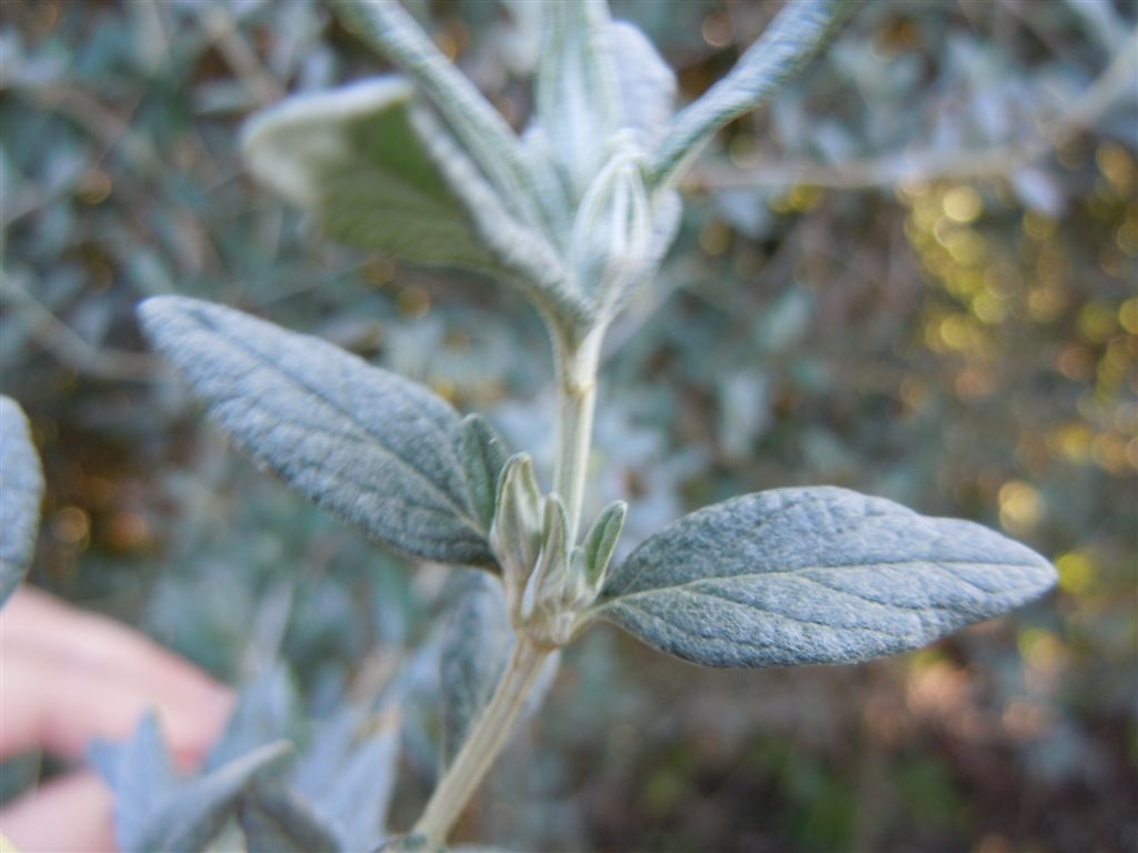 Lago D''Averno - Teucrium fruticans